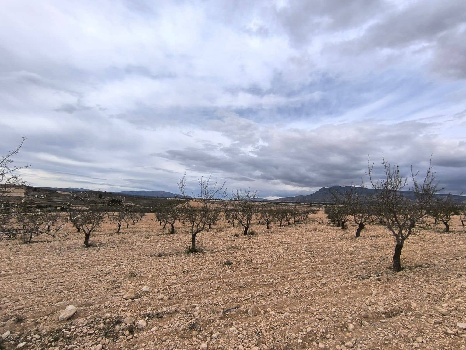 Undeveloped Land for sale in Pinoso - € 26,900 (Ref: 9720685)