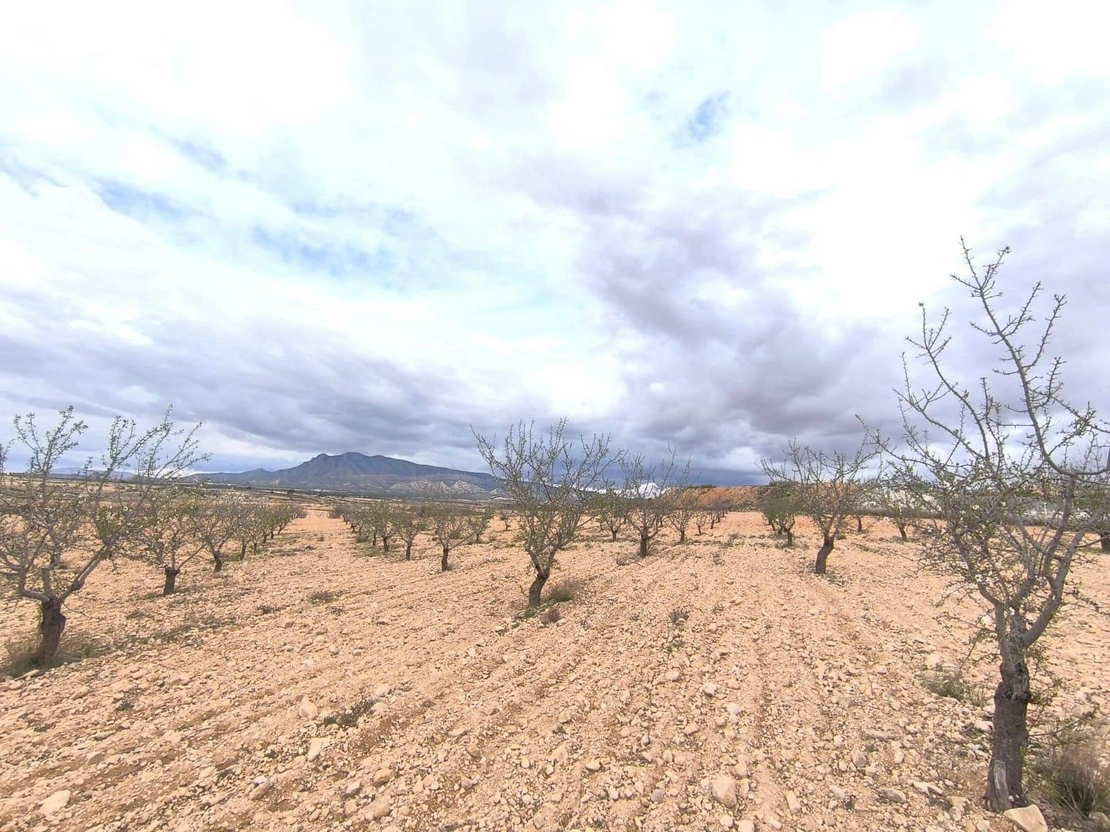 Undeveloped Land for sale in Pinoso - € 26,900 (Ref: 9720685)