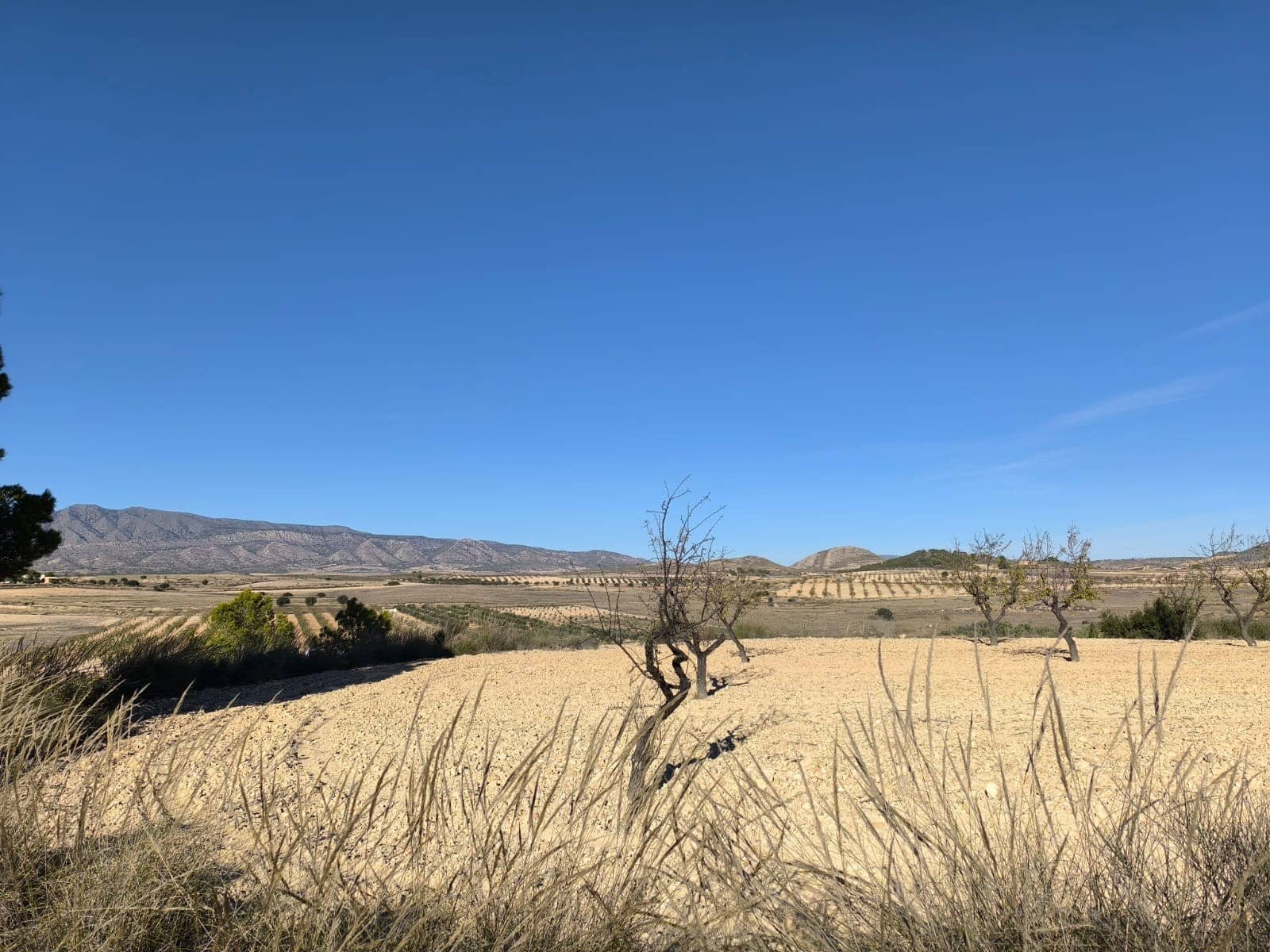 Undeveloped Land for sale in Jumilla - € 18,995 (Ref: 9731638)