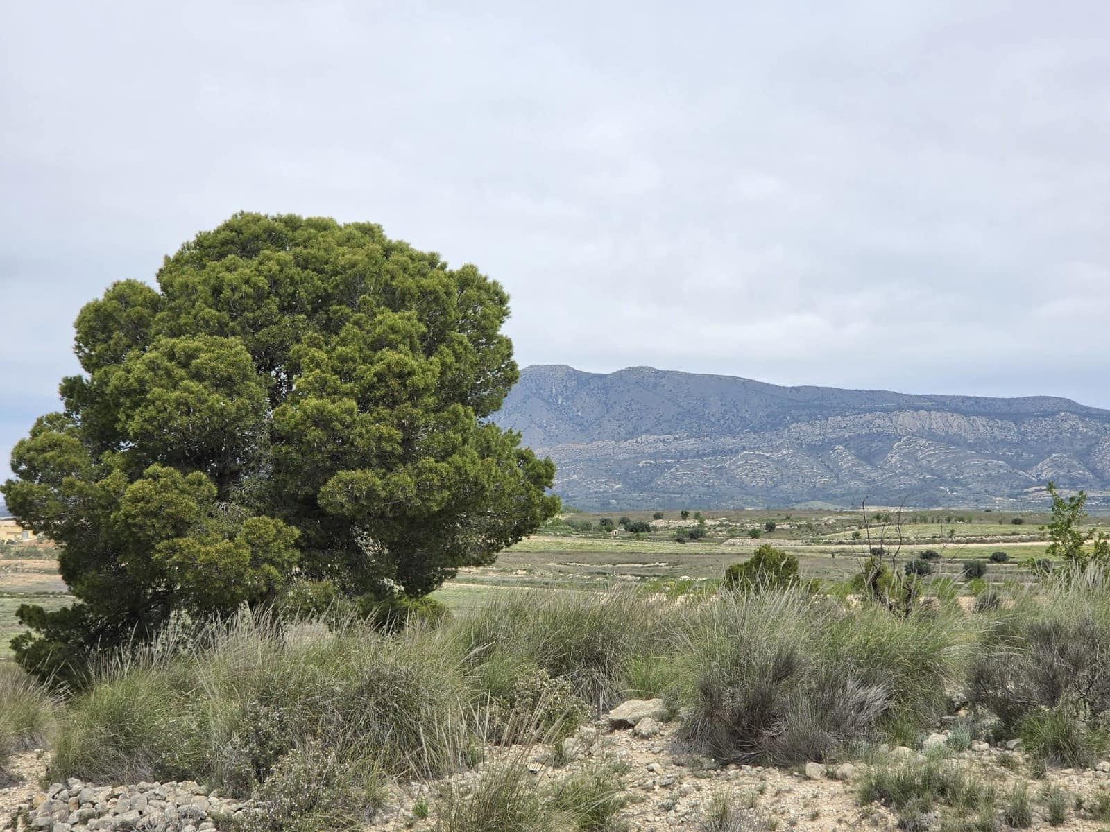 Terre non Aménagée à vendre à Jumilla - 18 995 € (Ref: 9731638)