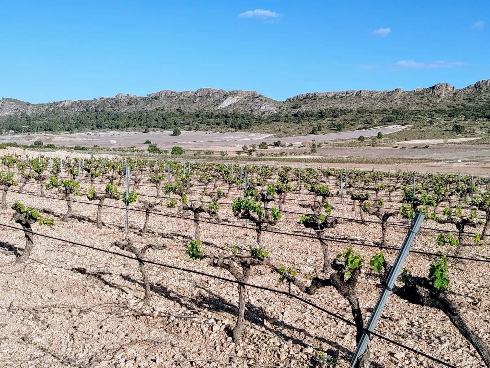 3 makuuhuone Maalaistalo myytävänä paikassa Yecla mukana uima-altaan - 160 000 € (Ref: 9755037)