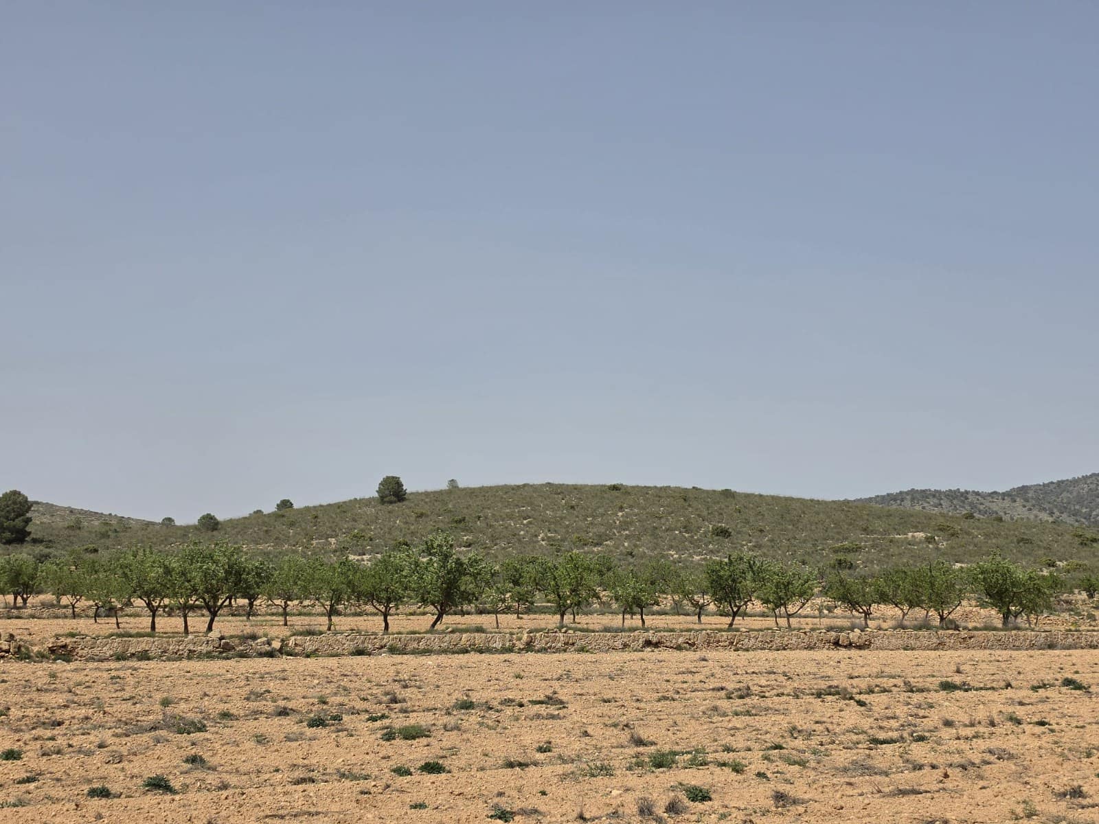 Mark till salu i Pinoso - 35 000 € (Ref: 9772592)