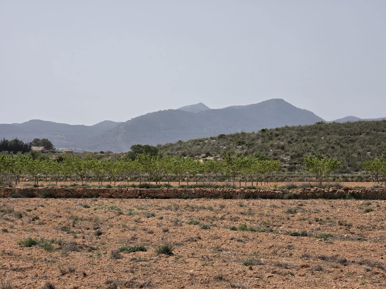 Mark till salu i Pinoso - 35 000 € (Ref: 9772592)