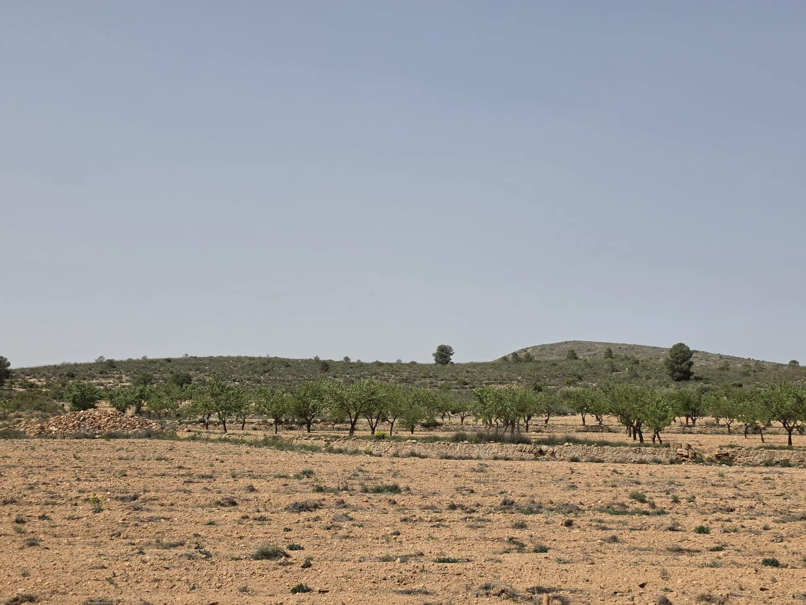 Mark till salu i Pinoso - 35 000 € (Ref: 9772592)