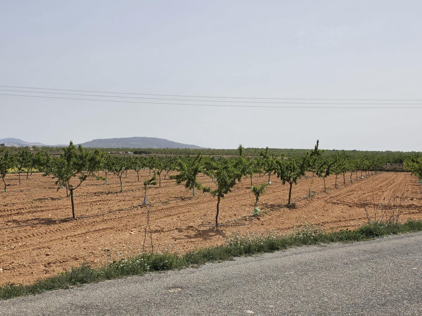 Mark till salu i Pinoso - 35 000 € (Ref: 9772592)