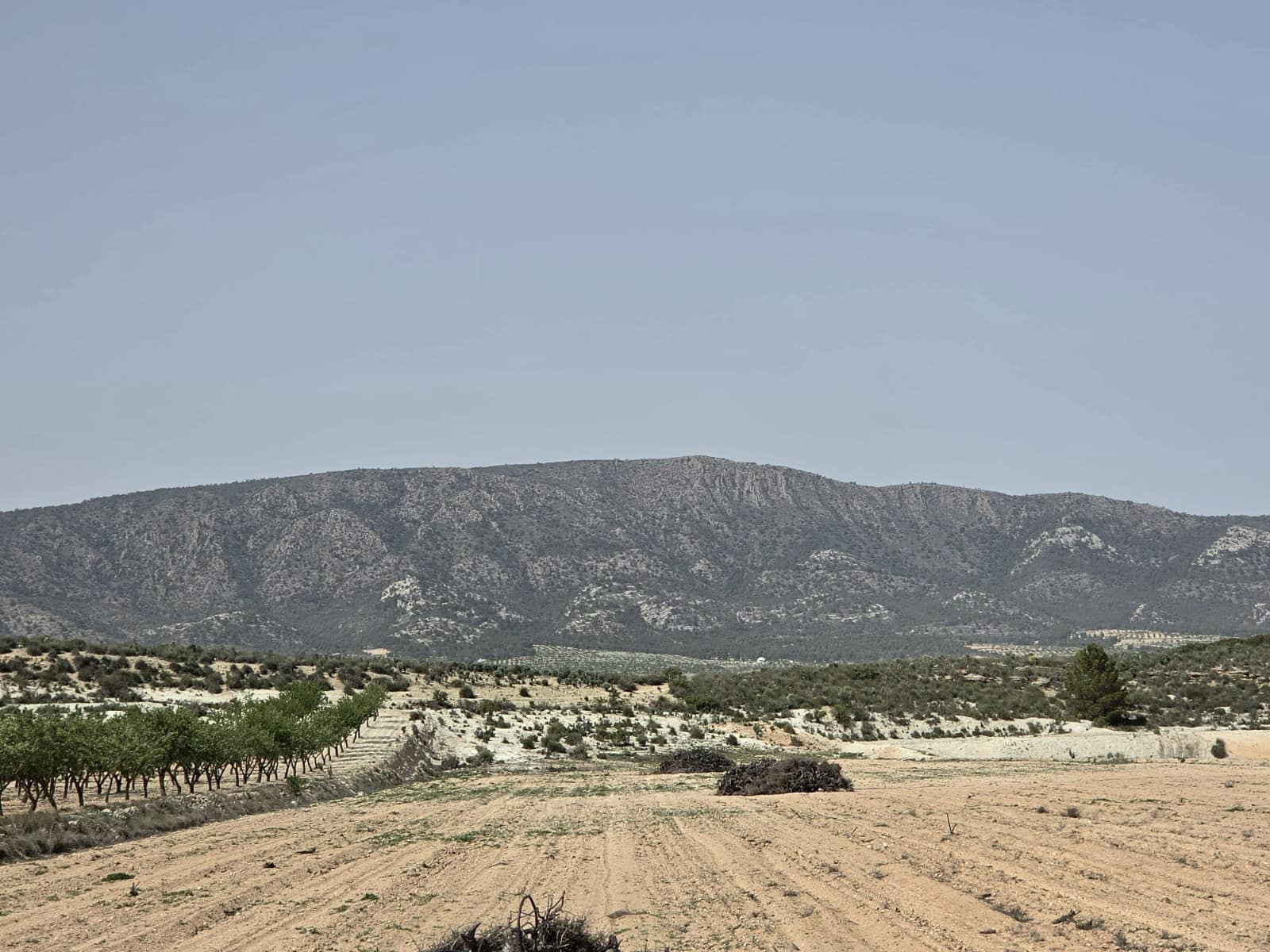 Terreno Non Edificato in vendita in Pinoso - 35.995 € (Rif: 9773000)