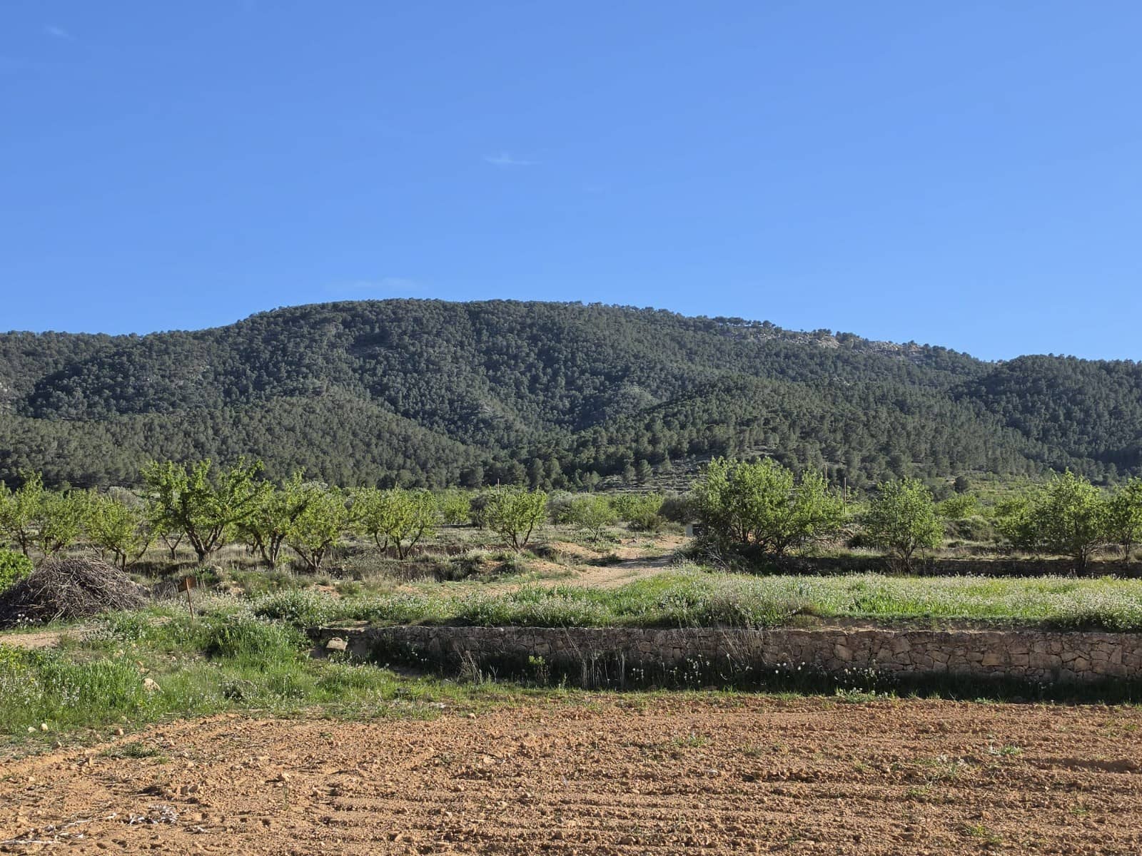 Rakentamaton maa myytävänä paikassa Monovar / Monover - 44 995 € (Ref: 9773366)