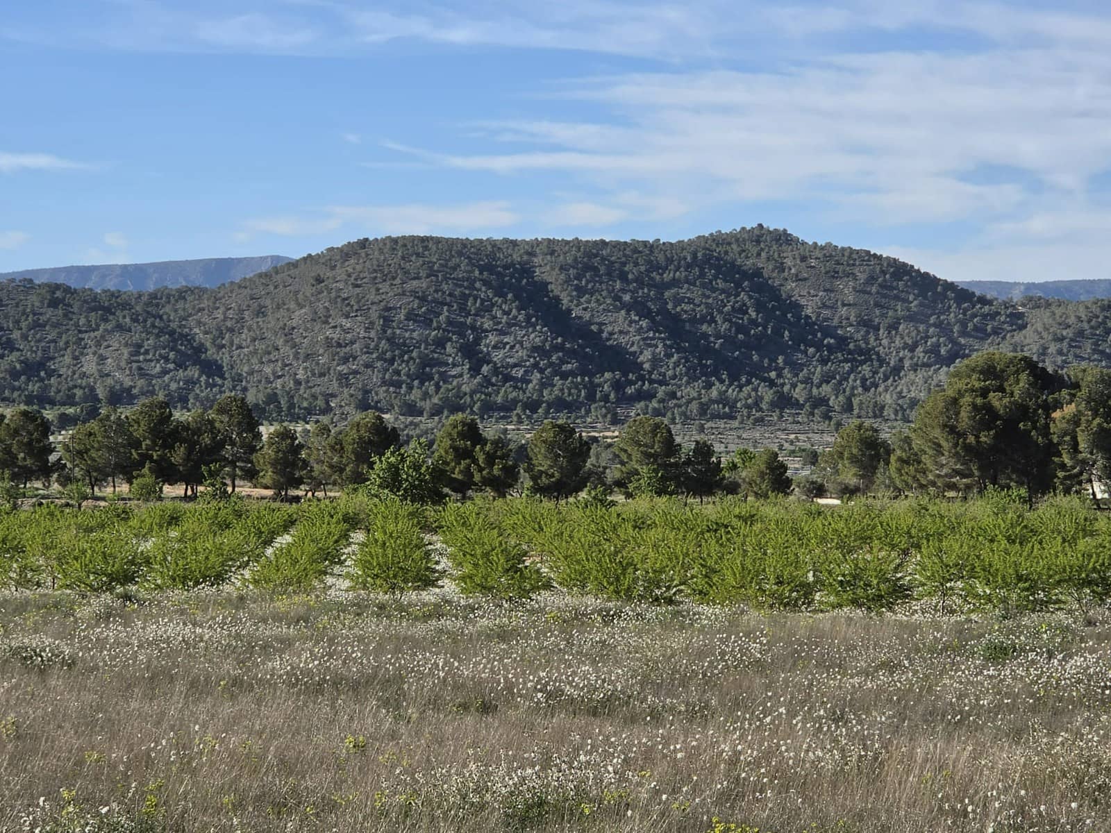 Rakentamaton maa myytävänä paikassa Monovar / Monover - 44 995 € (Ref: 9773366)