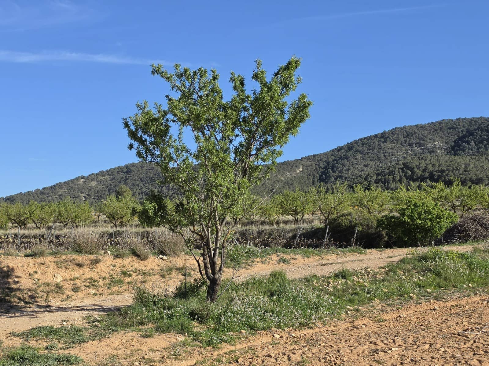 Rakentamaton maa myytävänä paikassa Monovar / Monover - 44 995 € (Ref: 9773366)