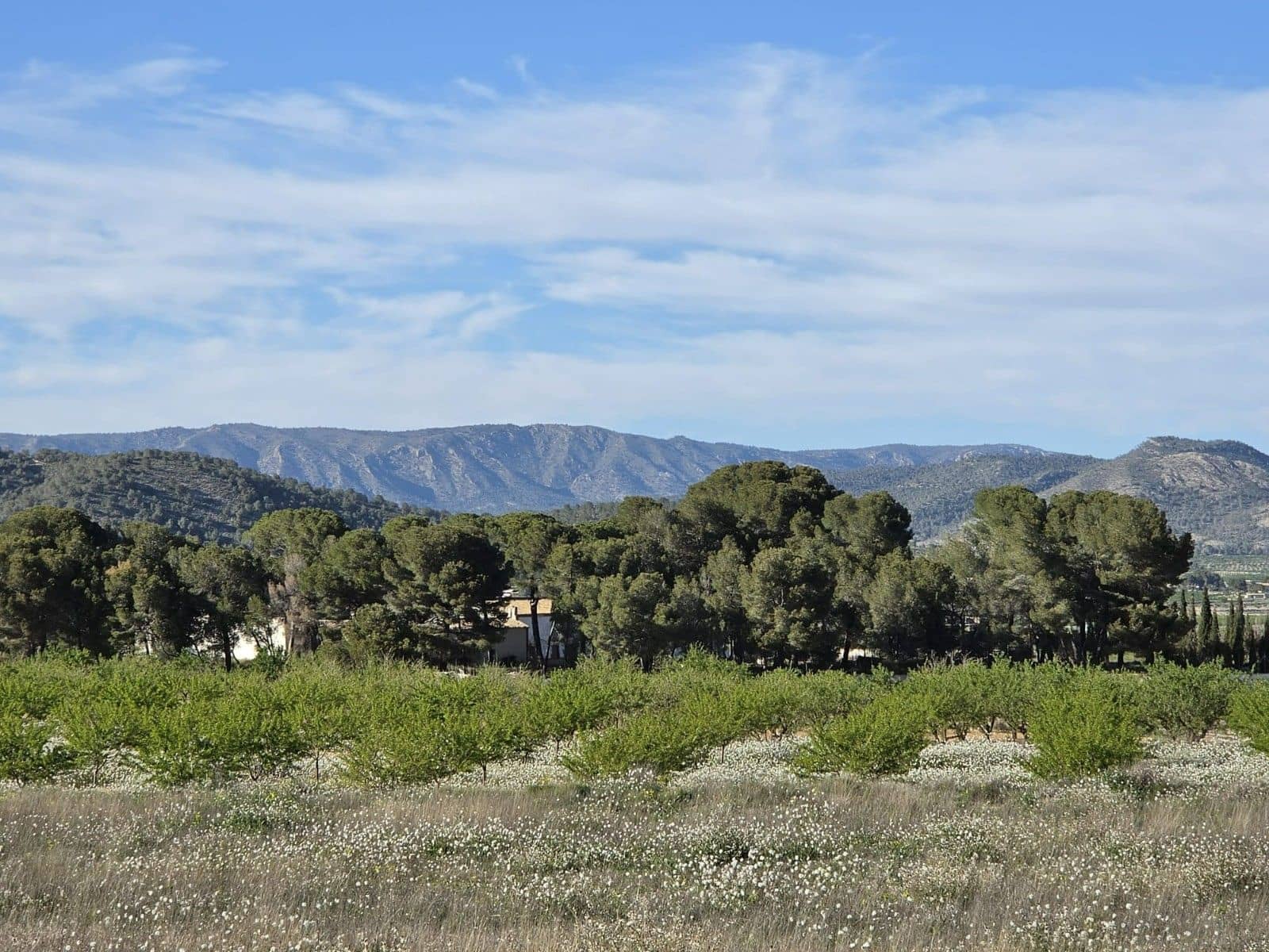 Undeveloped Land for sale in Monovar / Monover - € 44,995 (Ref: 9773366)