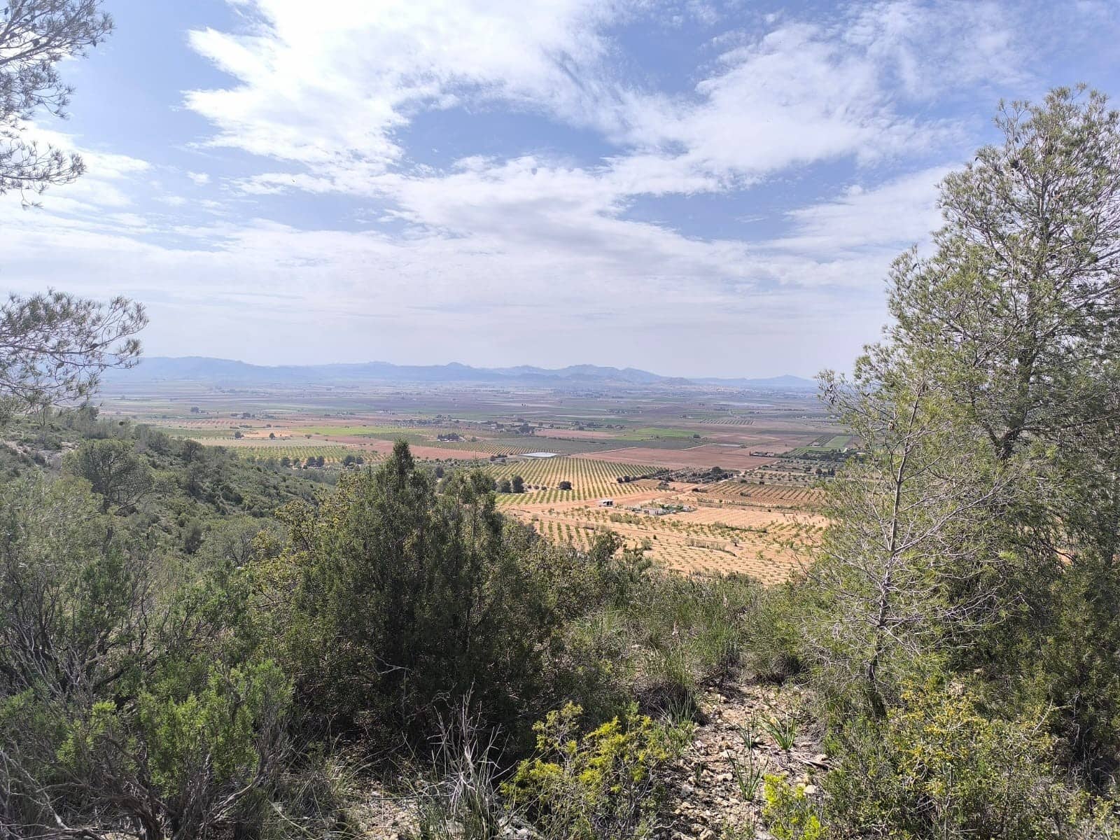 Grond te koop in Yecla - € 240.000 (Ref: 9782893)