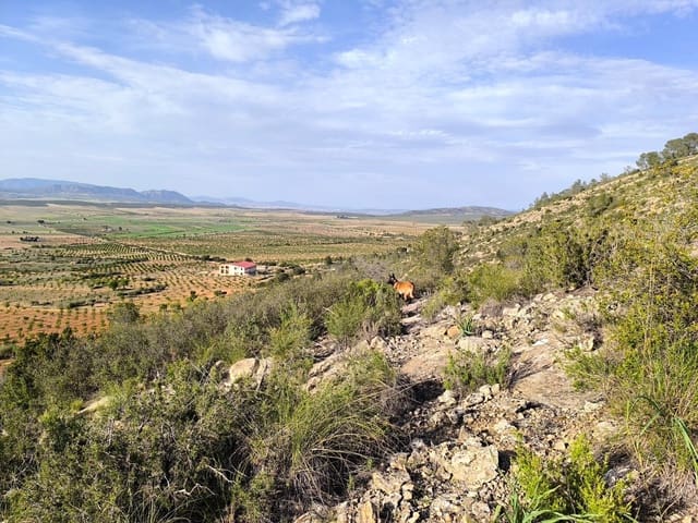 Terre non Aménagée à vendre à Yecla - 240 000 € (Ref: 9782893)