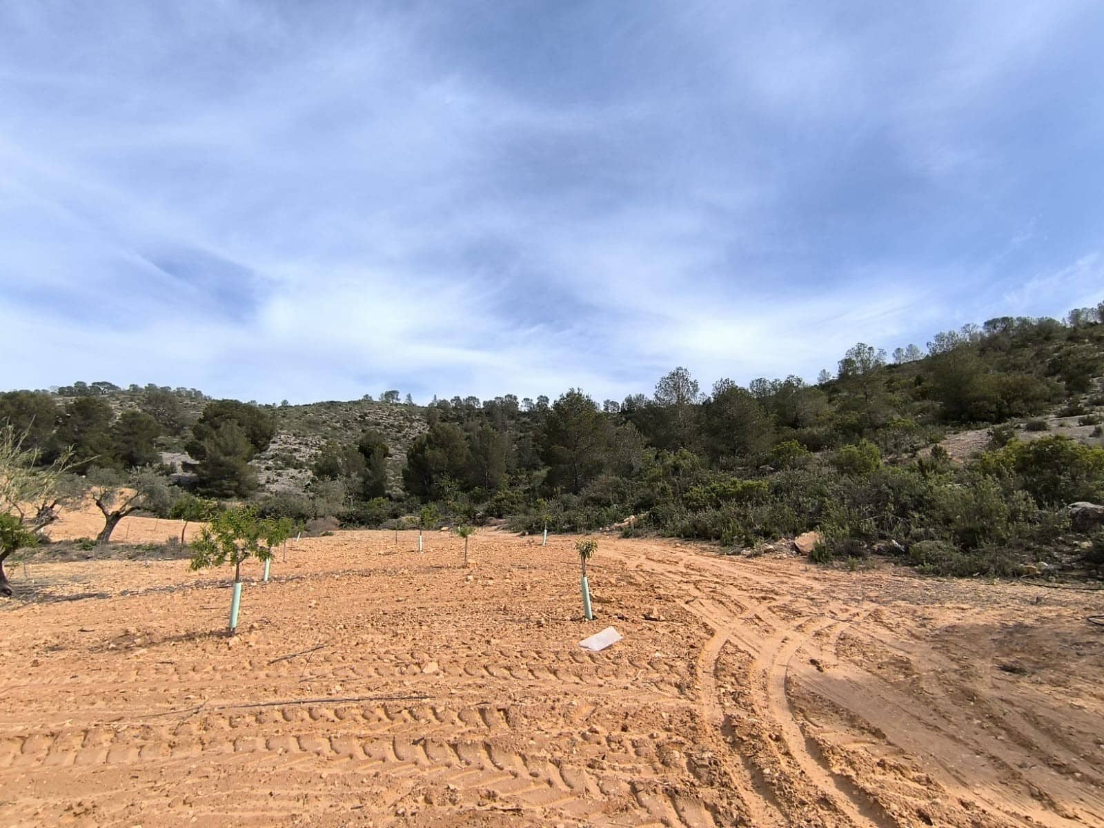 Mark till salu i Yecla - 240 000 € (Ref: 9782893)