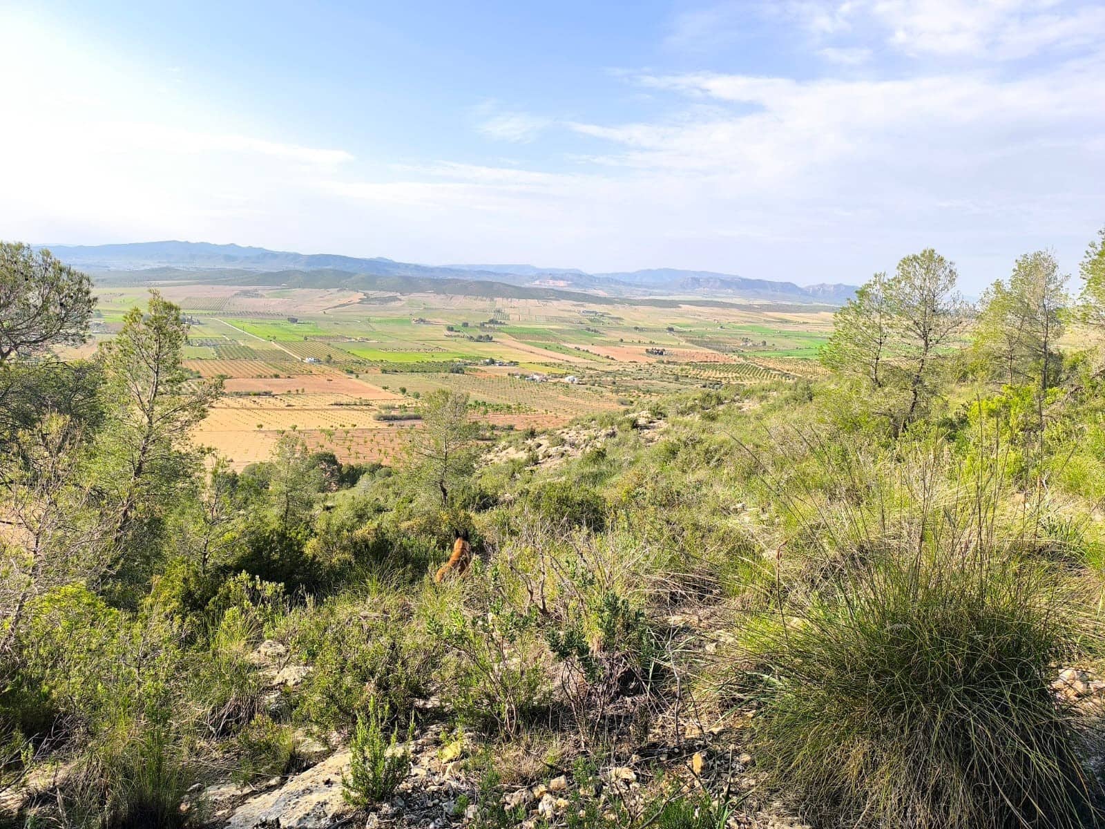 Mark till salu i Yecla - 240 000 € (Ref: 9782893)