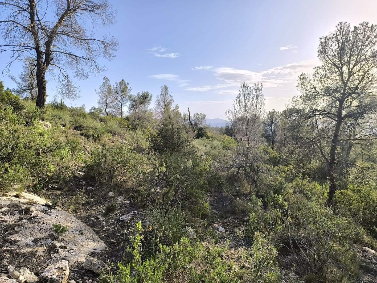 Mark till salu i Yecla - 240 000 € (Ref: 9782893)