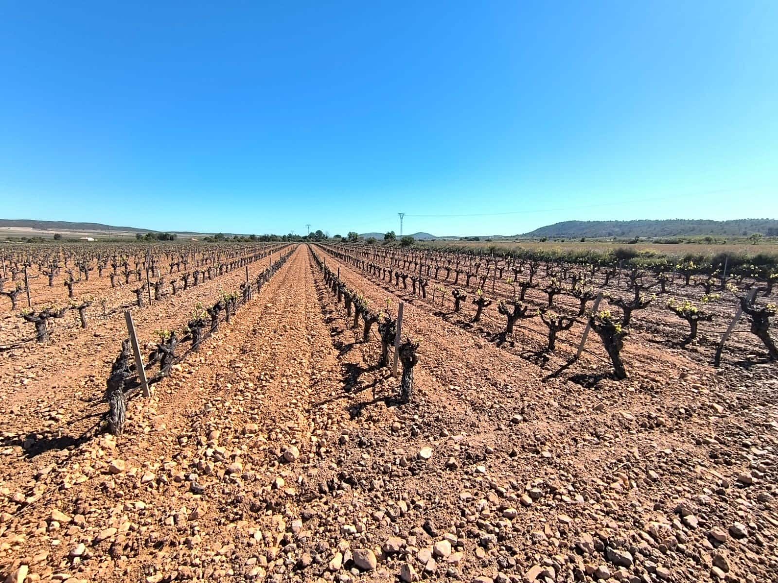 Mark till salu i Yecla - 57 500 € (Ref: 9793756)