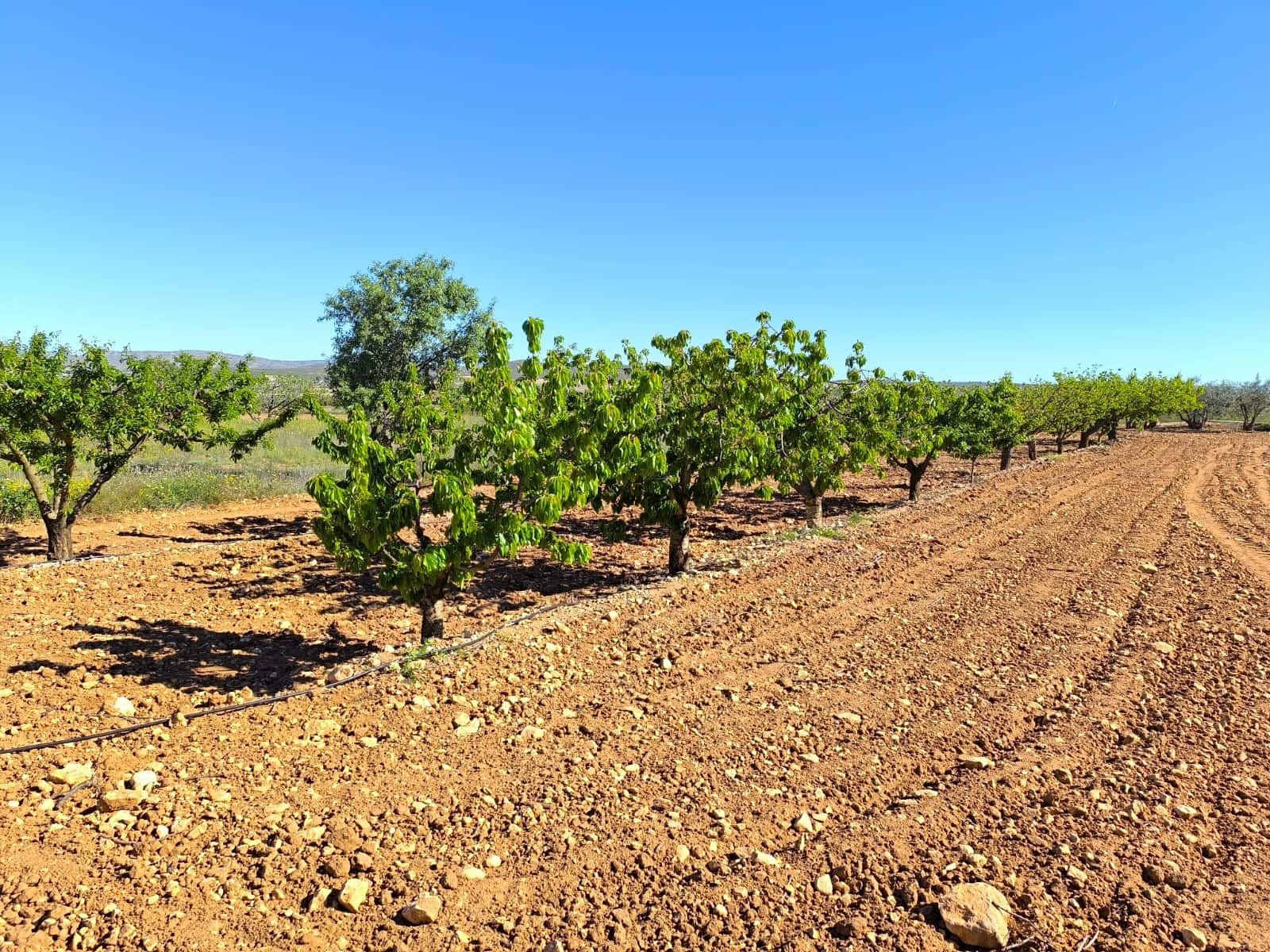 Finca/Casa Rural de 4 habitaciones en Yecla en venta con garaje - 280.000 € (Ref: 9798510)