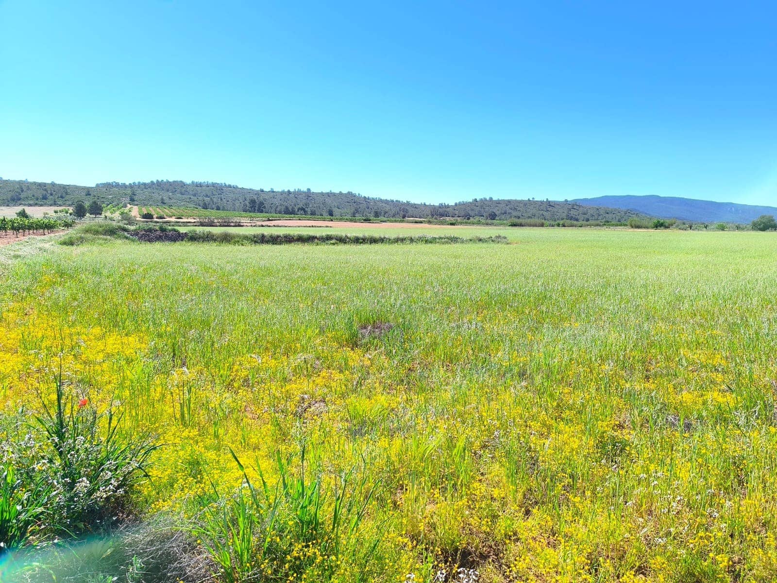 Landgrundstück zu verkaufen in Yecla - 70.000 € (Ref: 9800032)