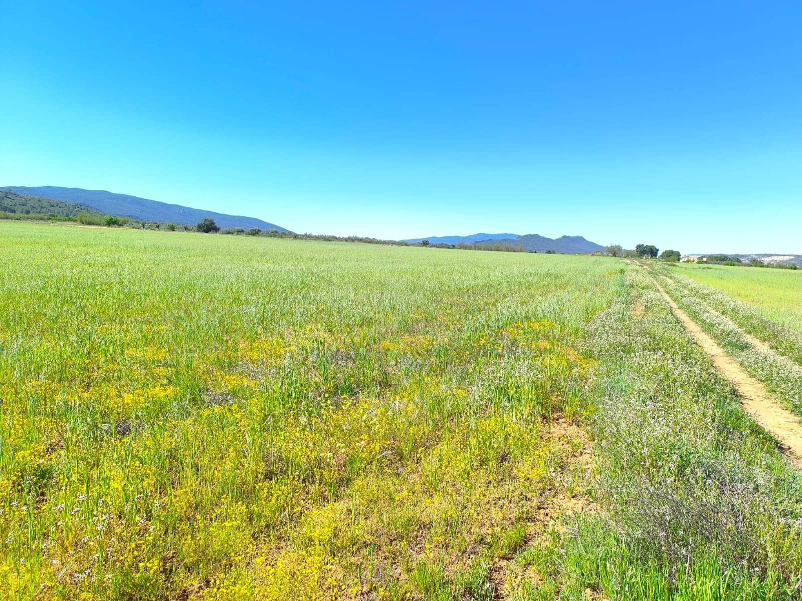 Landgrundstück zu verkaufen in Yecla - 70.000 € (Ref: 9800032)