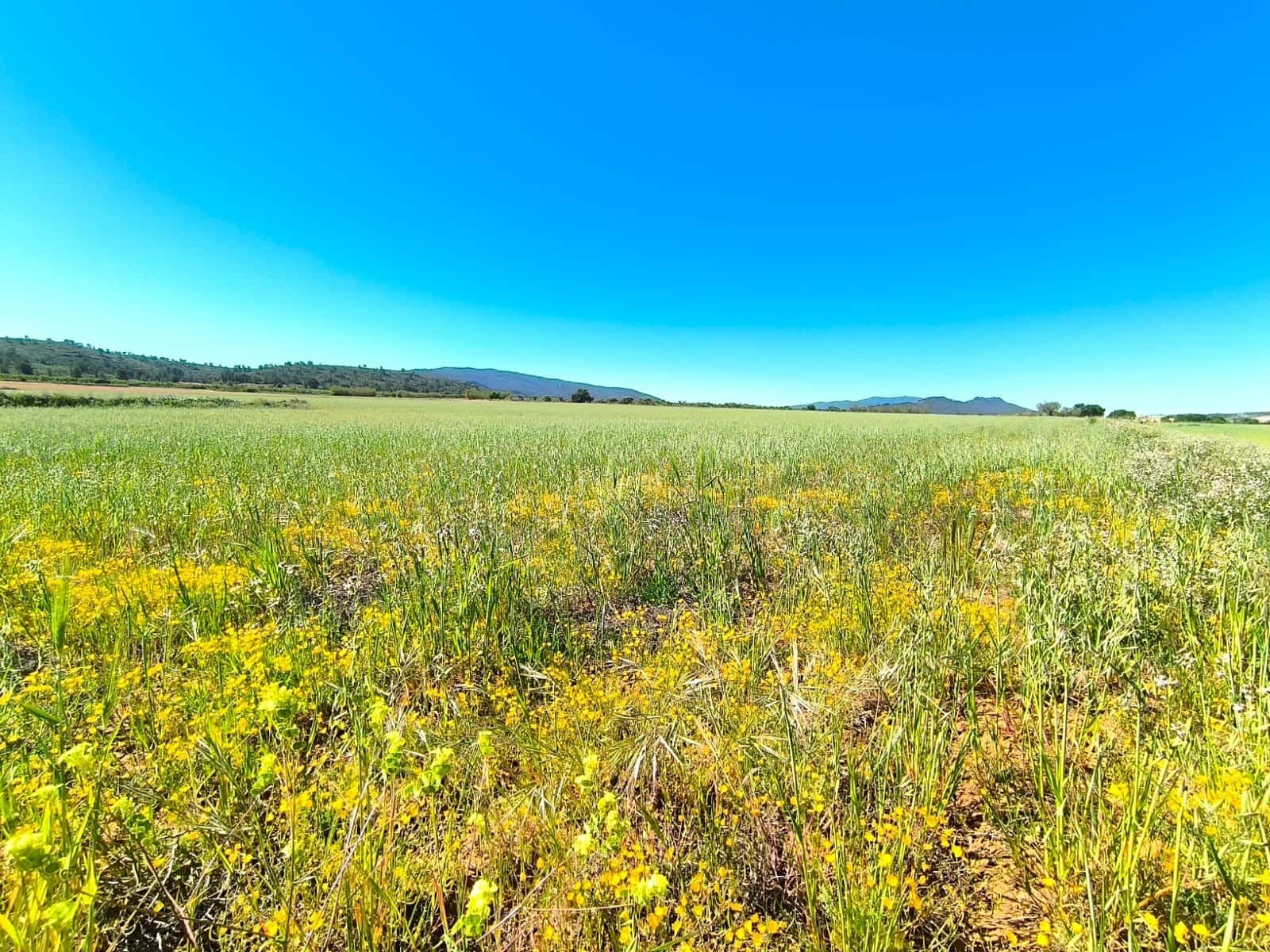 Landgrundstück zu verkaufen in Yecla - 70.000 € (Ref: 9800032)