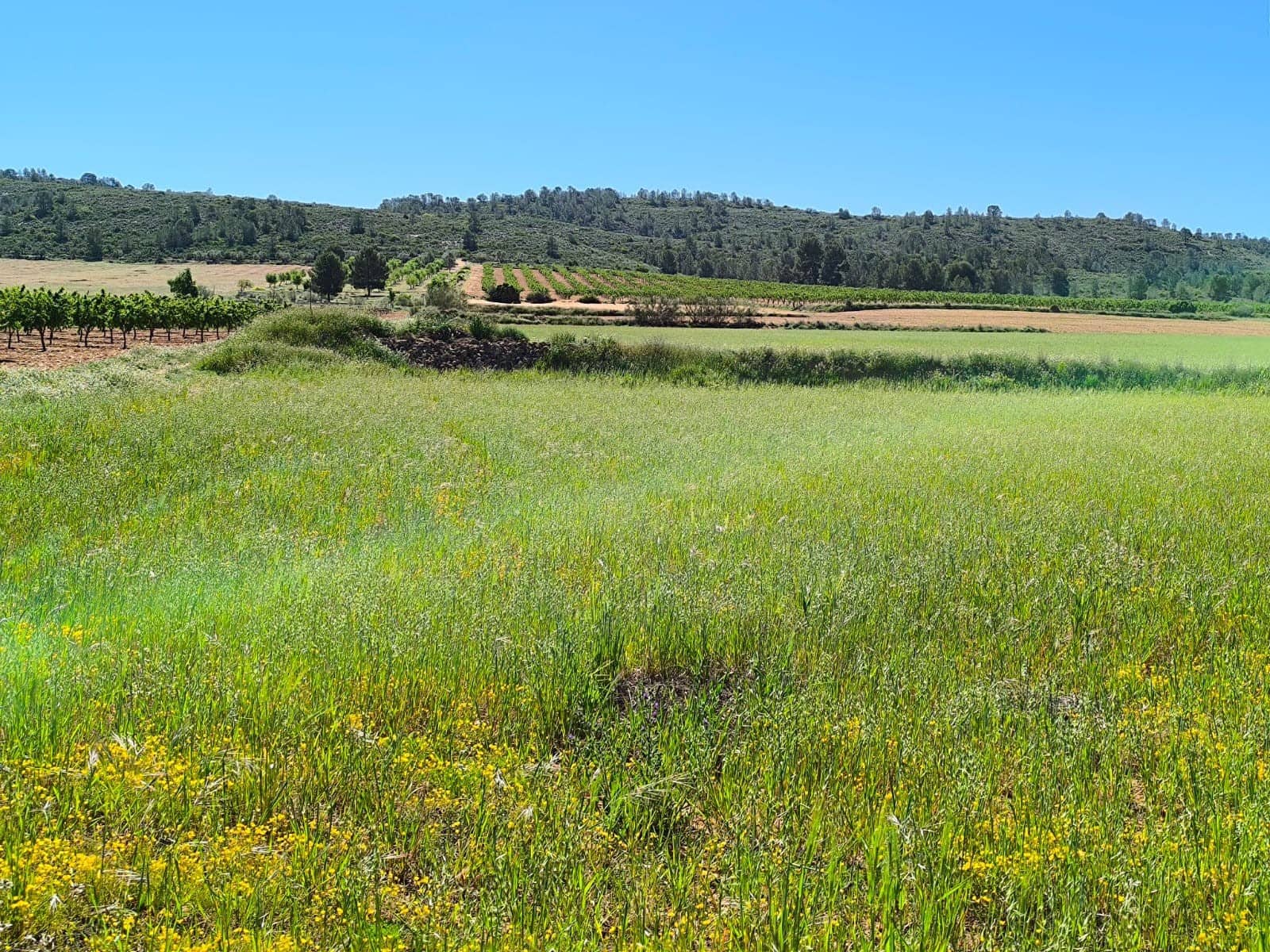 Landgrundstück zu verkaufen in Yecla - 70.000 € (Ref: 9800032)