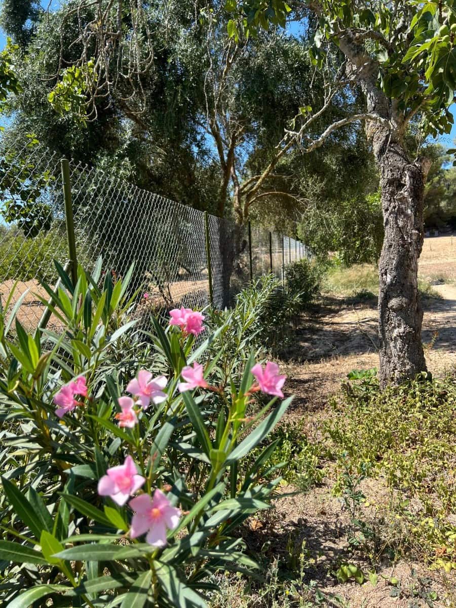 Undeveloped Land for sale in Porreres - € 379,995 (Ref: 9814690)