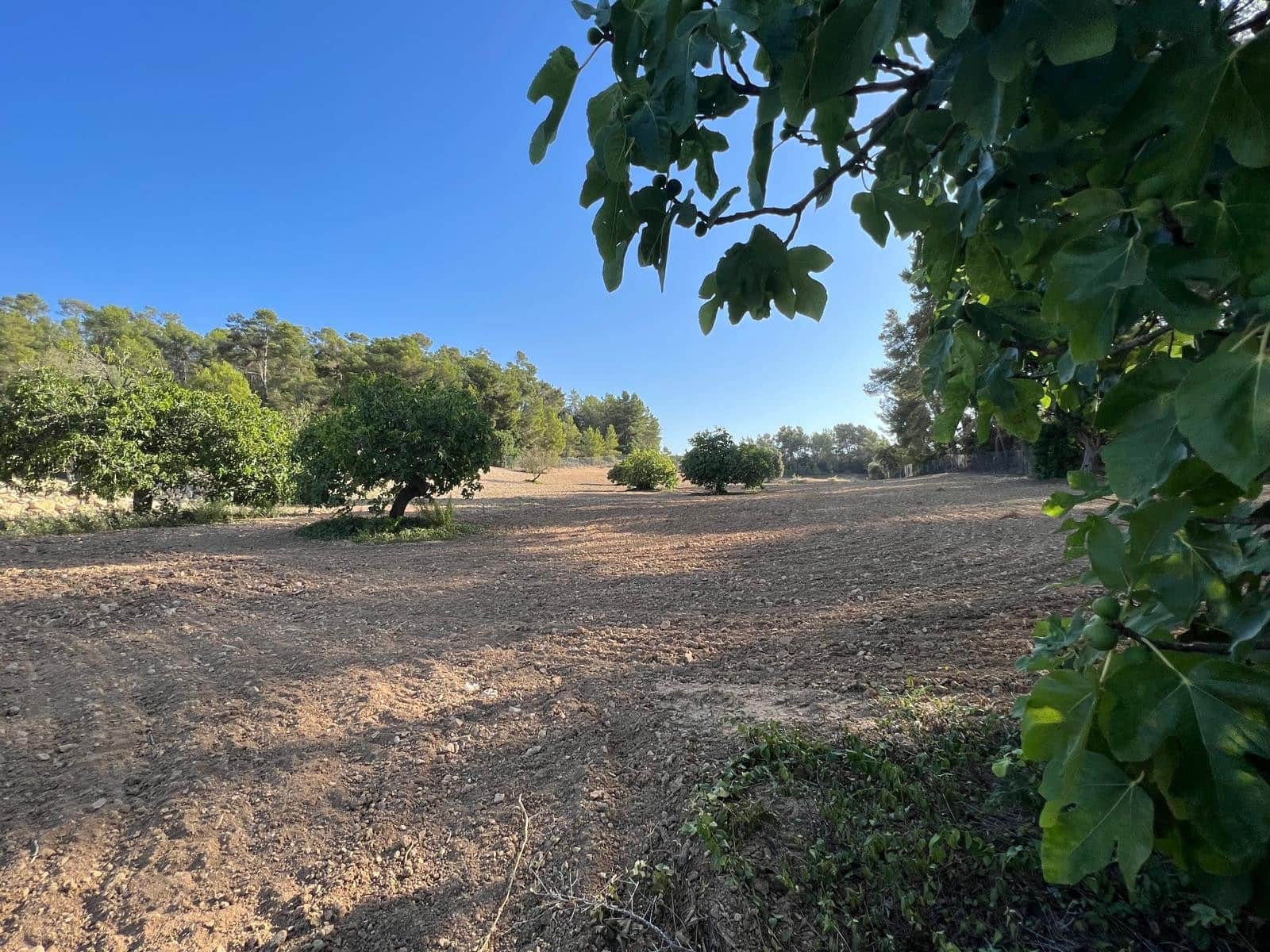 Undeveloped Land for sale in Porreres - € 379,995 (Ref: 9814690)