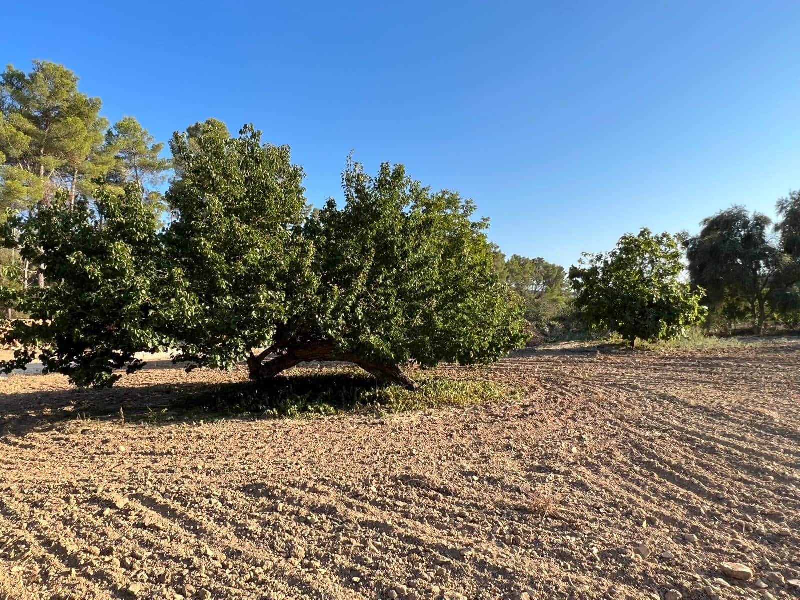 Undeveloped Land for sale in Porreres - € 379,995 (Ref: 9814690)