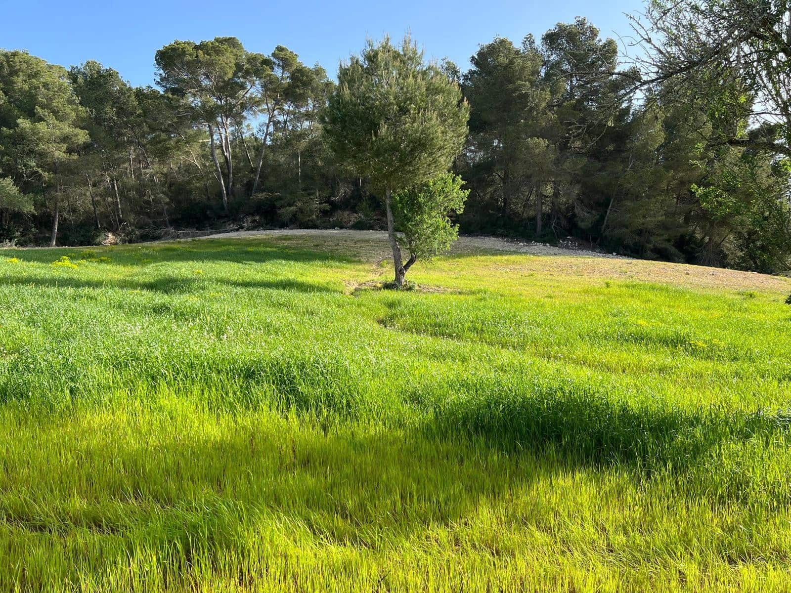 Undeveloped Land for sale in Porreres - € 379,995 (Ref: 9814690)