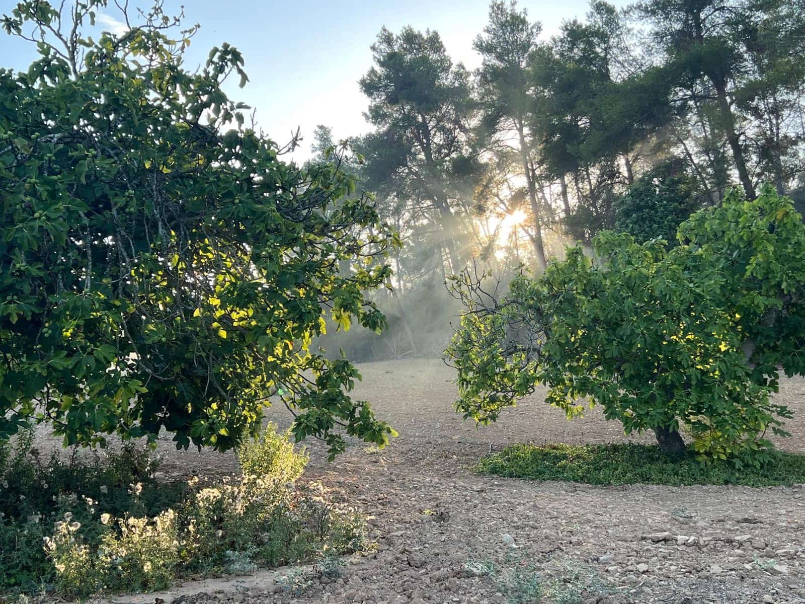 Undeveloped Land for sale in Porreres - € 379,995 (Ref: 9814690)