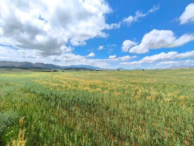 Grond te koop in Yecla - € 55.000 (Ref: 9824557)