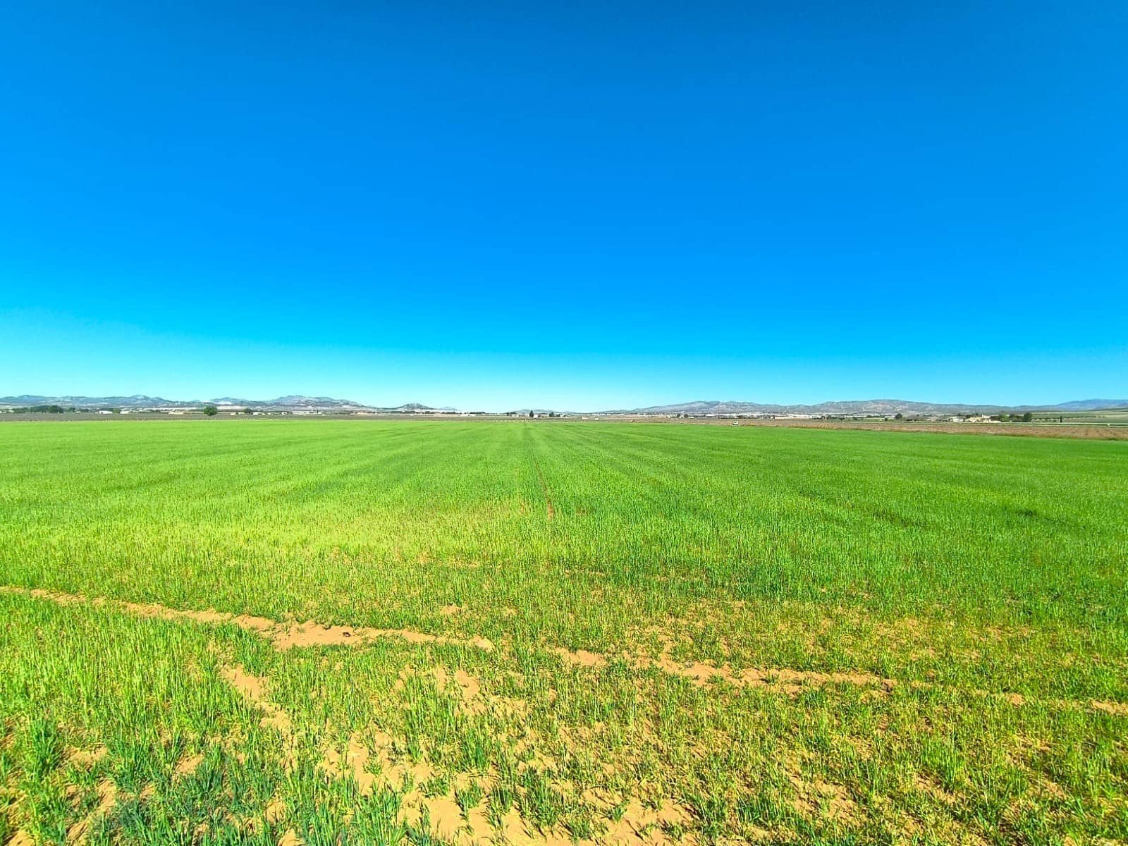Undeveloped Land for sale in Yecla - € 67,500 (Ref: 9832725)
