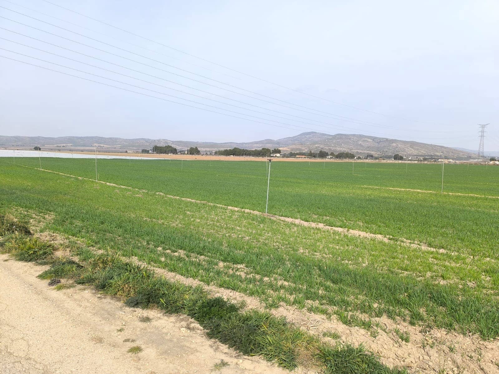 Undeveloped Land for sale in Villena - € 1,400,000 (Ref: 9832861)