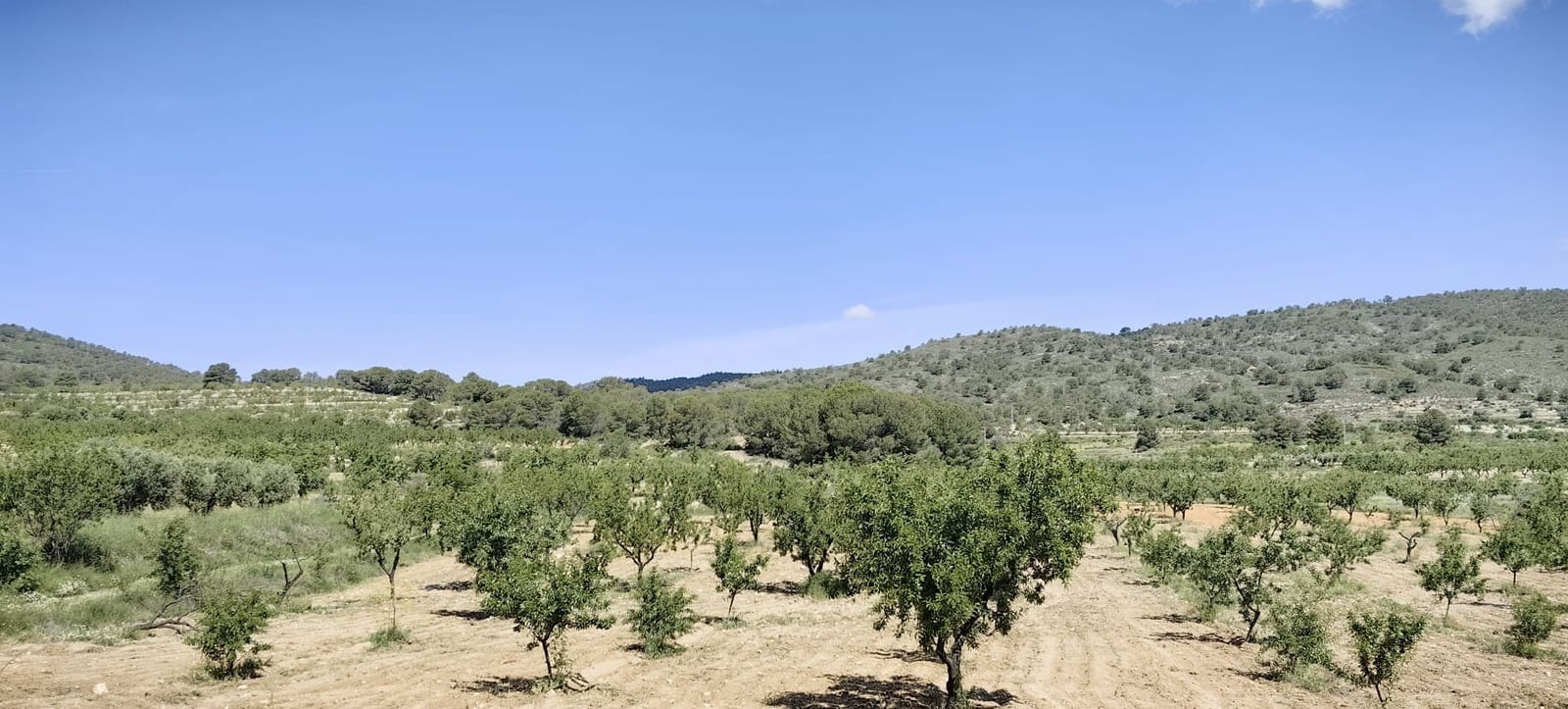 Terreno Não Urbanizado para venda em Pinoso - 38 000 € (Ref: 9833008)