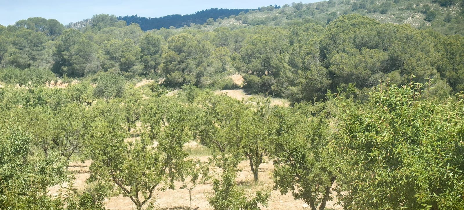 Terreno Não Urbanizado para venda em Pinoso - 38 000 € (Ref: 9833008)