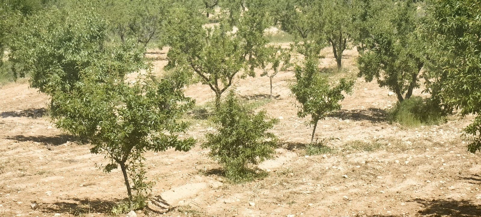 Terreno Não Urbanizado para venda em Pinoso - 38 000 € (Ref: 9833008)