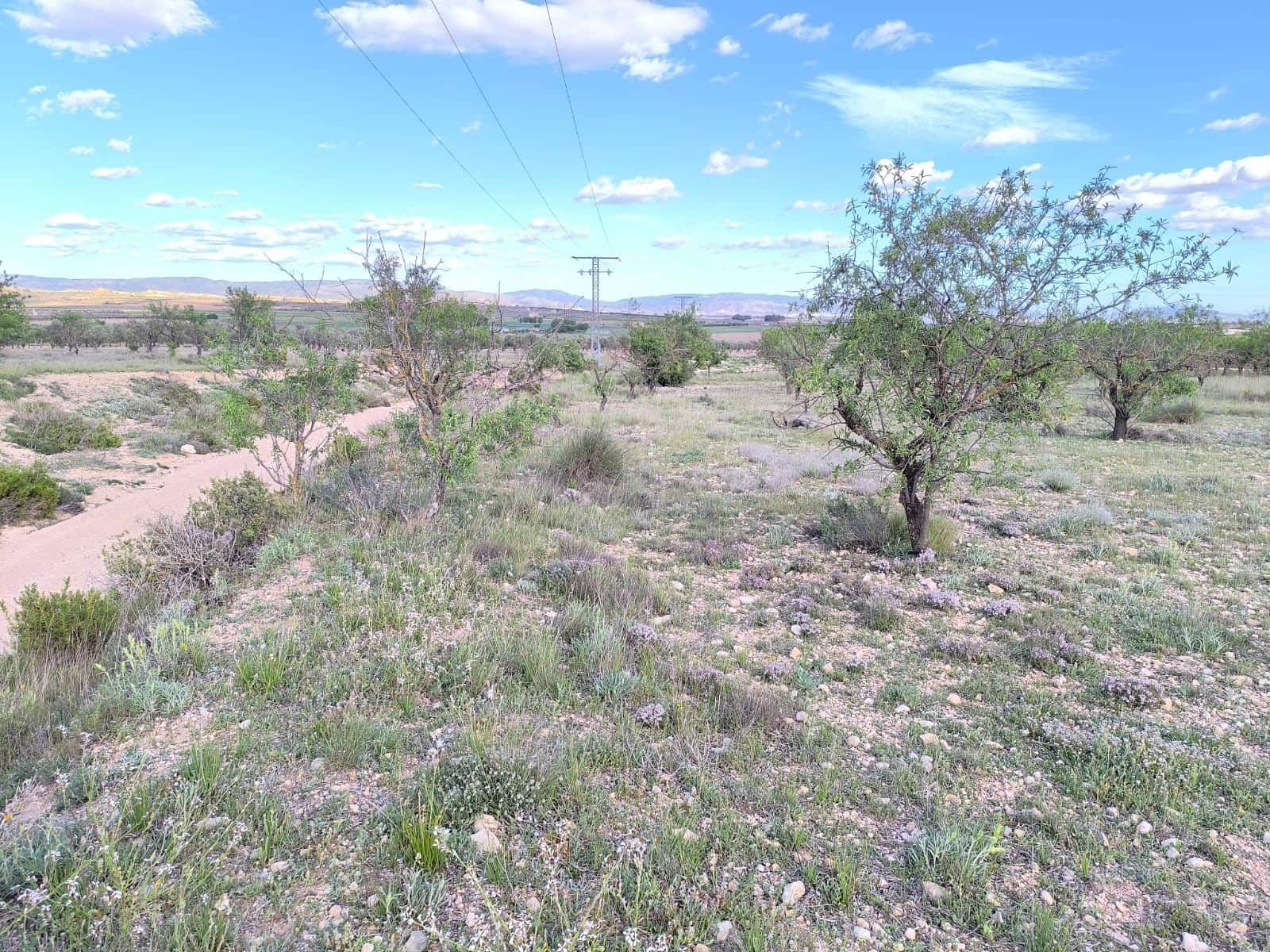 Undeveloped Land for sale in Caudete - € 8,900 (Ref: 9856170)