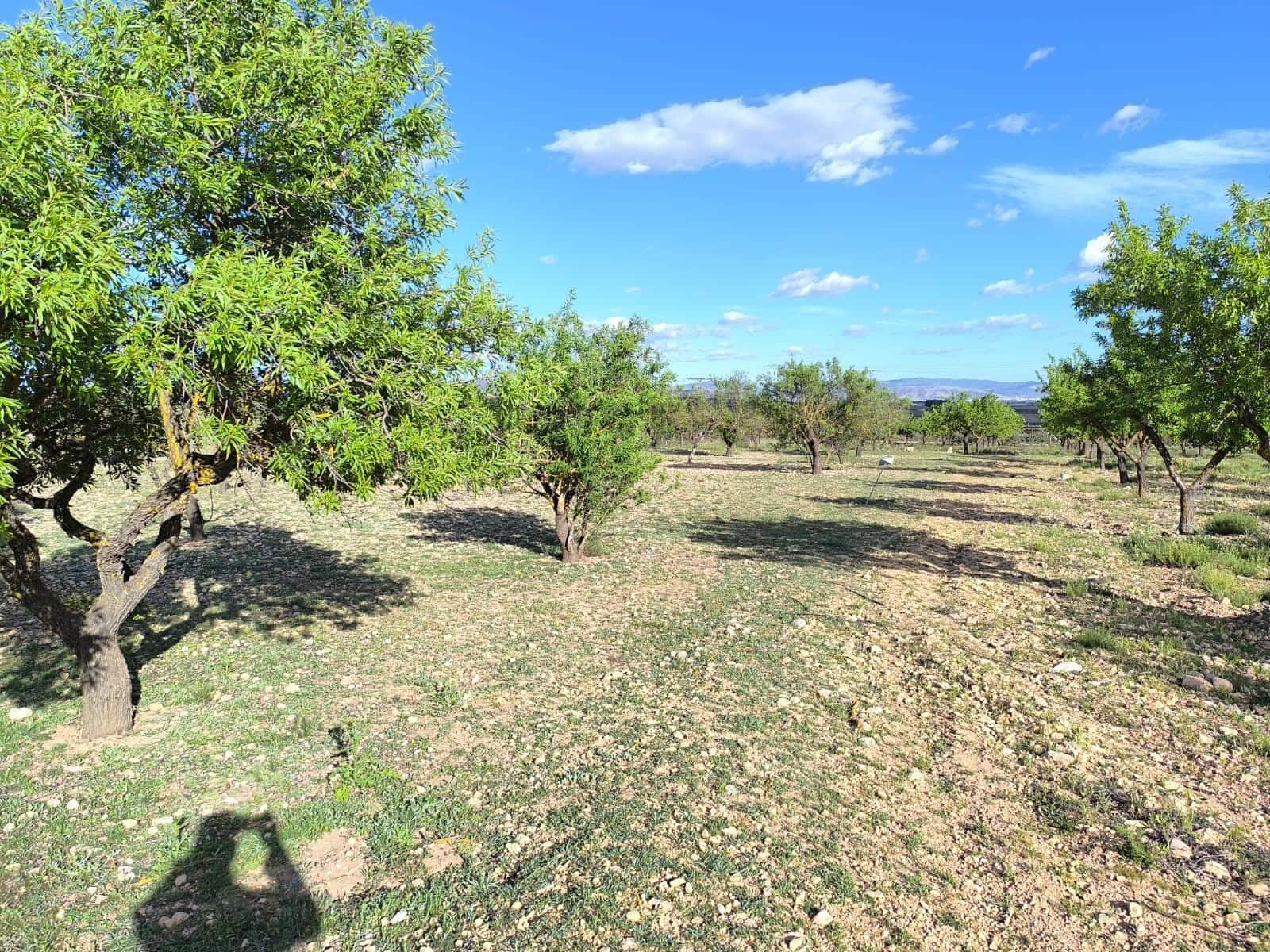 Undeveloped Land for sale in Caudete - € 8,900 (Ref: 9856170)
