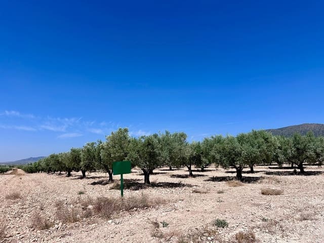 Terreno Não Urbanizado para venda em Monóvar / Monóver - 79 995 € (Ref: 9922916)