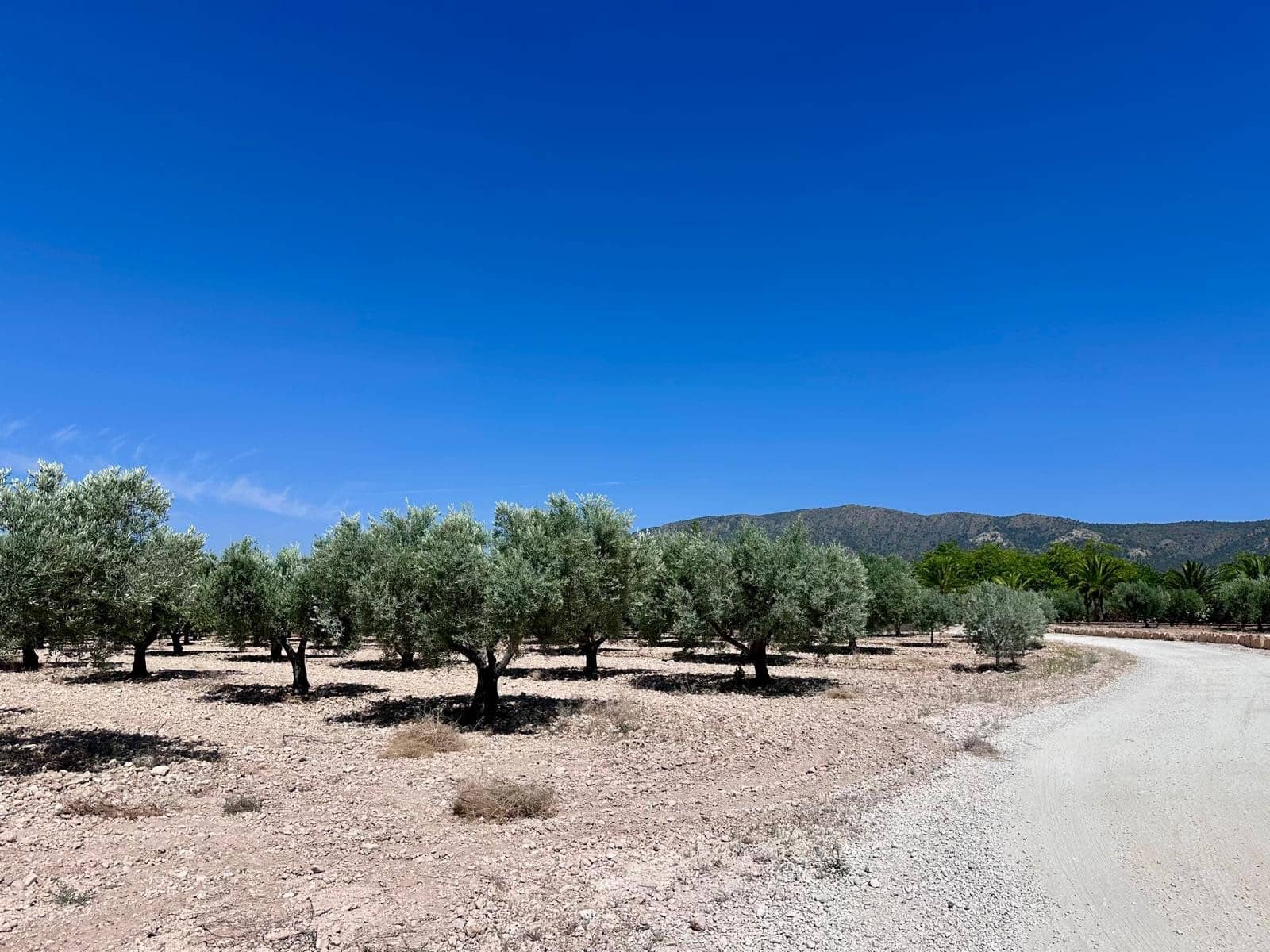 Terreno Não Urbanizado para venda em Monovar / Monover - 79 995 € (Ref: 9922916)