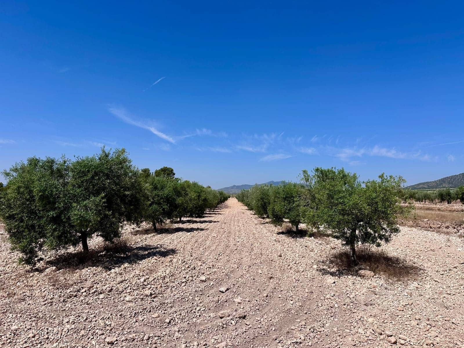 Terreno Não Urbanizado para venda em Monovar / Monover - 79 995 € (Ref: 9922916)