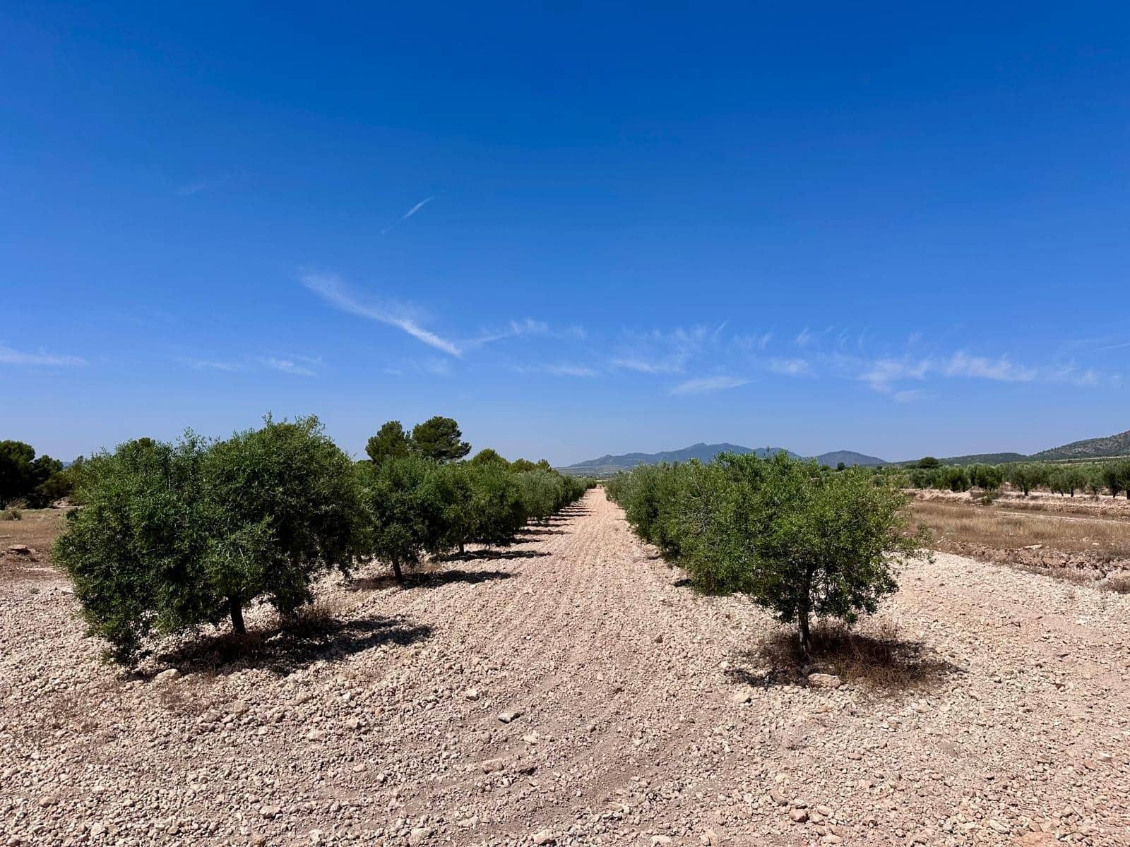 Terreno Não Urbanizado para venda em Monovar / Monover - 79 995 € (Ref: 9922916)