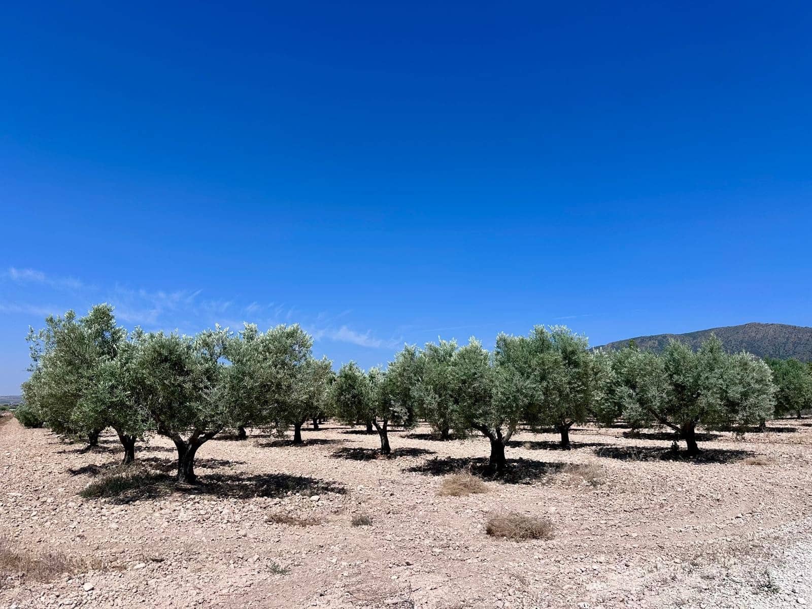 Terreno Não Urbanizado para venda em Monovar / Monover - 79 995 € (Ref: 9922916)
