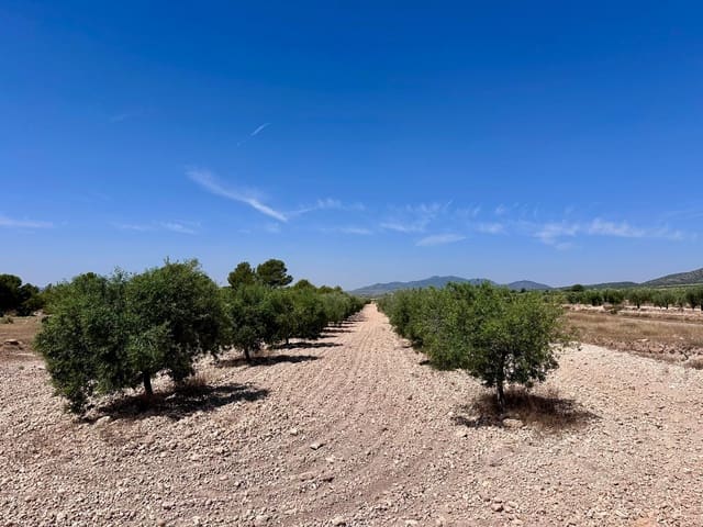 Terreno Não Urbanizado para venda em Monóvar / Monóver - 79 995 € (Ref: 9922916)