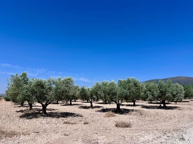 Terreno Não Urbanizado para venda em Monóvar / Monóver - 79 995 € (Ref: 9922916)