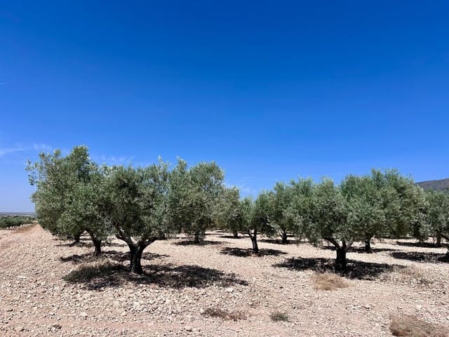 Terreno Não Urbanizado para venda em Monóvar / Monóver - 79 995 € (Ref: 9922916)