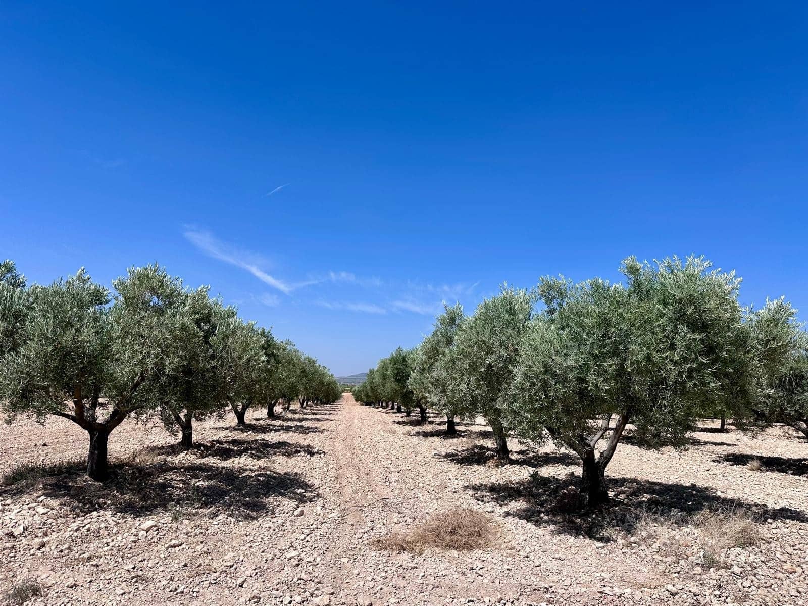 Terreno Não Urbanizado para venda em Monovar / Monover - 79 995 € (Ref: 9922916)