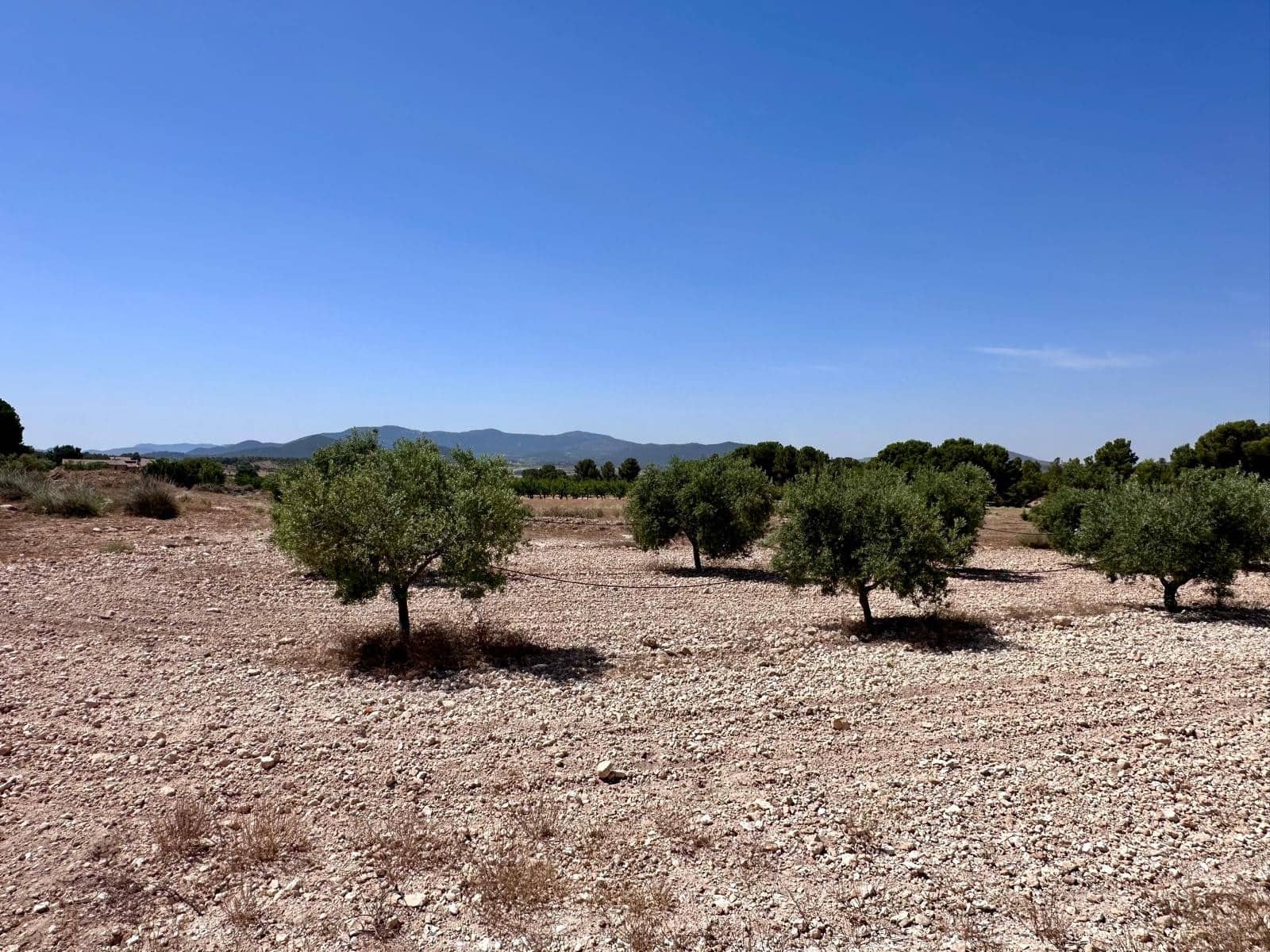 Terreno Não Urbanizado para venda em Monovar / Monover - 79 995 € (Ref: 9922916)