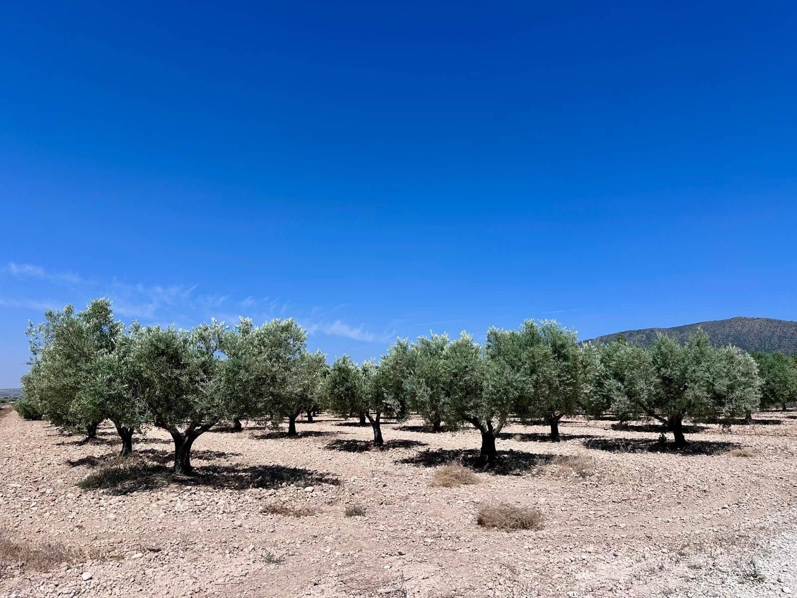 Undeveloped Land for sale in Monovar / Monover - € 79,995 (Ref: 9922916)