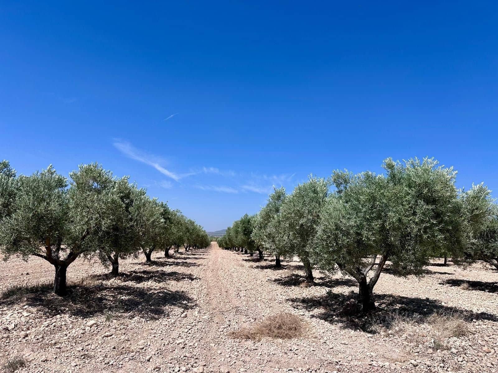 Undeveloped Land for sale in Monovar / Monover - € 79,995 (Ref: 9922916)